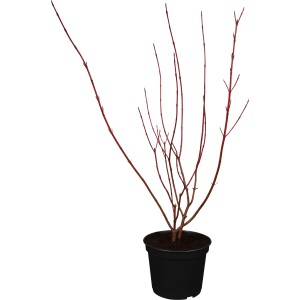 Gelbbunter Hartriegel Spaethii im Topf, rote Rinde, ca. 40-60 cm hoch.