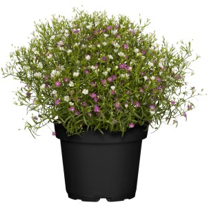GROW by OBI Mauer-Gipskraut ca. 10 - 20 cm Gypsophila muralis
