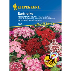 Kiepenkerl Bartnelke Vorläufer-Mischung: Blüten in Rot- und Rosatönen.