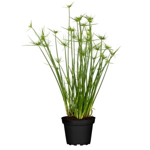 Echter Papyrus (Cyperus papyrus) im Topf, eine dekorative Teichpflanze von GROW by OBI.