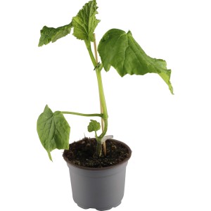 Junge, veredelte Schlangengurke (Cucumis sativus) im Topf, gestützt an einem Stab.