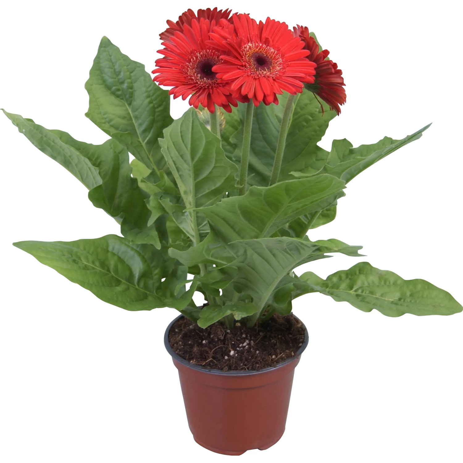 wachstumslampen für zimmerpflanzen VINGO® 45W LED Pflanzenleuchte Pflanzenlampe Pflanzenlicht Zimmerpflanzen  grow lampe Wachstumslampe 225 LEDs Rot&Bla für Frucht Wachstum Blumen Obst main image 1
