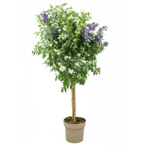 Zweifarbiger Enzianstrauch als Stamm, ca. 70 cm hoch, im Topf. Blühende Kübelpflanze mit weißen und violetten Blüten.