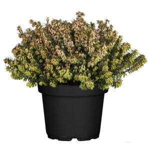 Schneeheide Winter Ladies im Topf, eine winterharte Erica carnea mit zarten Blütenknospen.