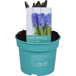 Blaue Hyazinthe 'Diamond Collection' im Topf (ca. 9 cm Ø) für die Frühjahrsbepflanzung.