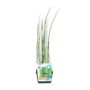 Teichschachtelhalm Topf- 18 cm x 18 cm Equisetum japonicum