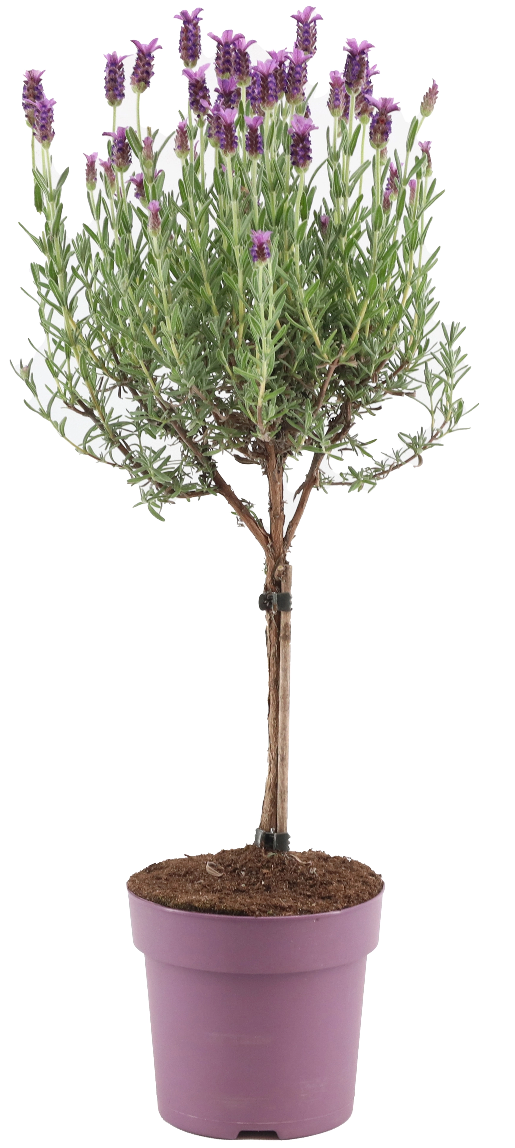 GROW by OBI Lavendel "Anouk" auf Stamm TopfØ ca. 15 cm Lavandula