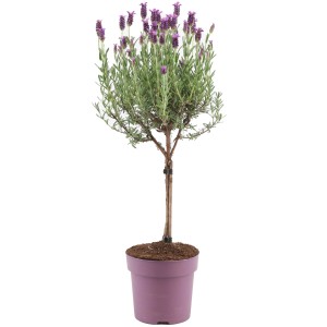 GROW by OBI Lavendel "Anouk" auf Stamm Topf-Ø ca. 15 cm Lavandula stoechas