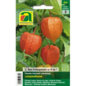 Austrosaat Lampionblume: Saatgut mit leuchtend orangen Lampions.