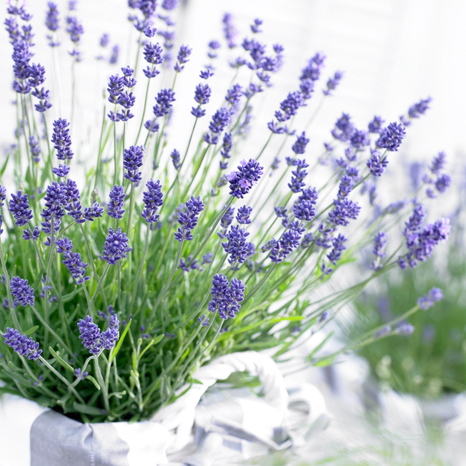 Echter Lavendel TopfØ ca. 13 cm "Lavandula Angustifolia" ca. 30 cm