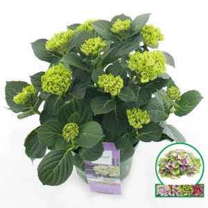 Bauernhortensie "Magical Jewel" Höhe ca. 50 cm Topf-Ø ca. 24 cm Blau