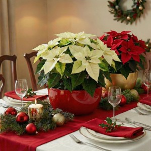 Runde goldene Pflanzschale mit Weihnachtsstern auf festlich gedecktem Tisch. Ideal für Dekorationen.