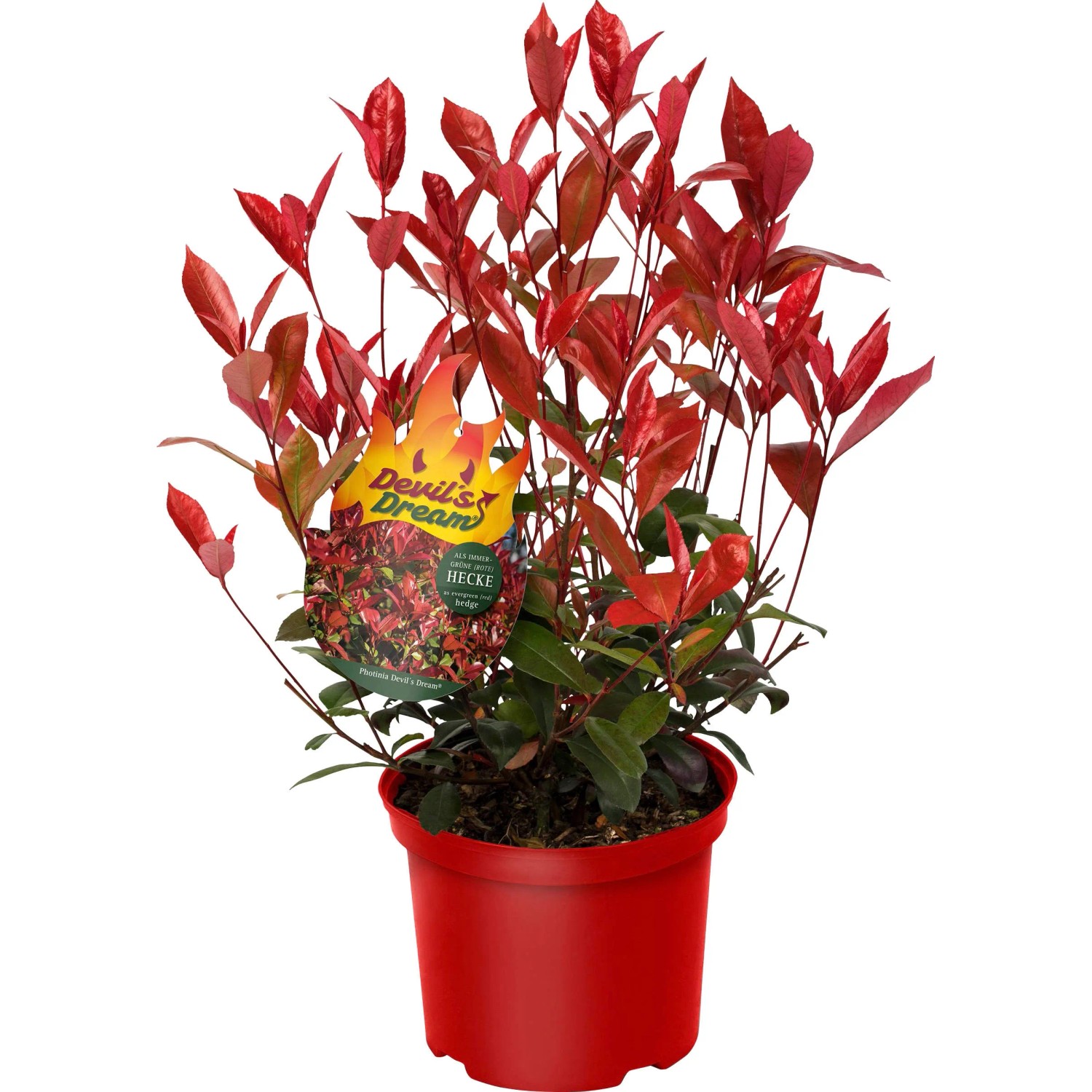 GROW by OBI Glanzmispel Devils Dream Hhe ca. 30-40 cm Topf ca. 3,4 l  Photinia kaufen bei OBI