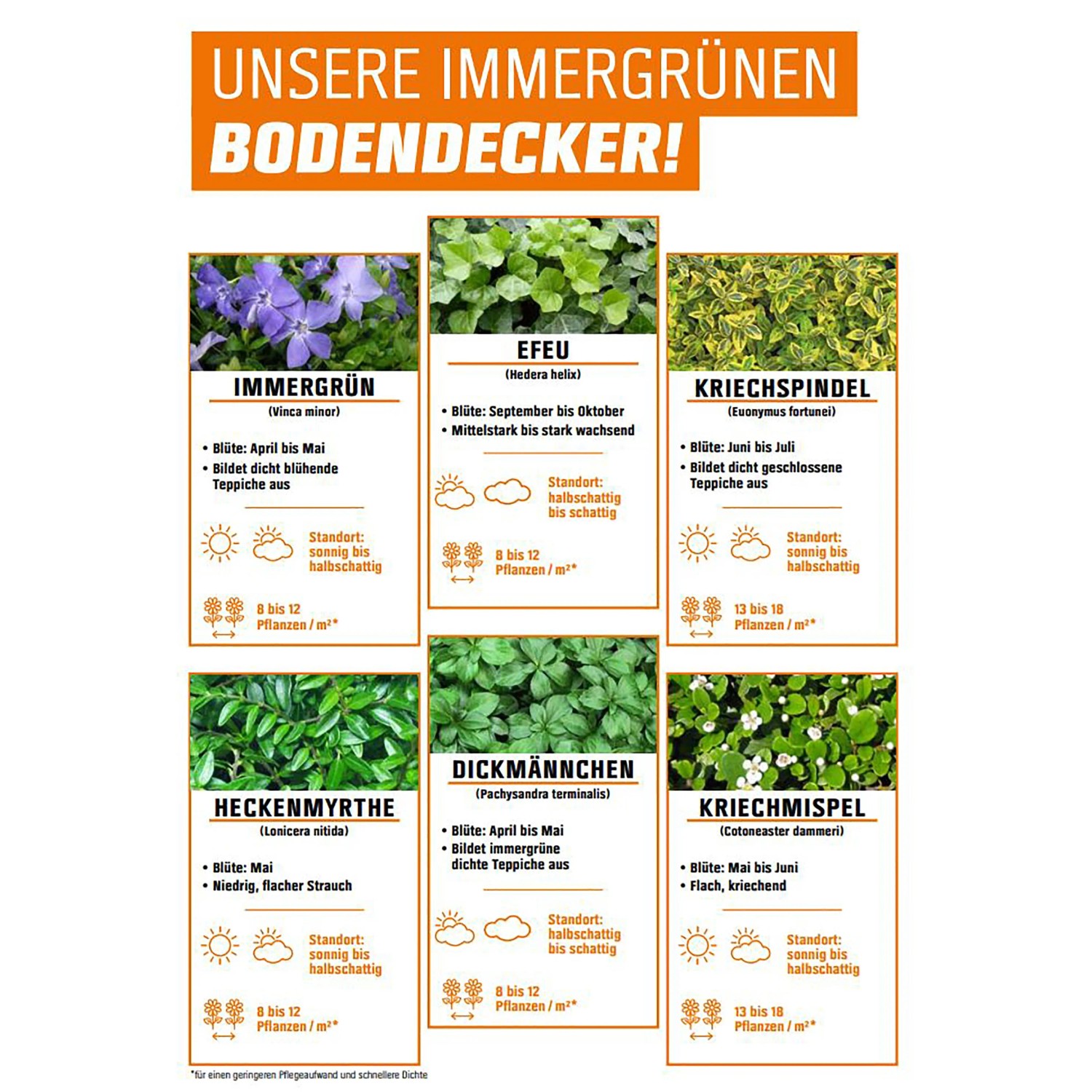 Groblttriger Irischer Efeu Topf- ca. 9 cm Hedera Hibernica kaufen bei OBI