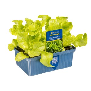 Kiepenkerl Eichblattsalat Grün in 6er Schale, frisches Blattgemüse für den Garten.