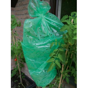 Grüne Tomatenfolie zum Schutz einer Tomatenpflanze im Garten.