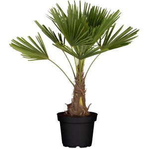 Hanfpalme (Trachycarpus fortunei) im Topf, ca. 28 cm Ø, immergrüne Kübelpflanze für Balkon und Terrasse.