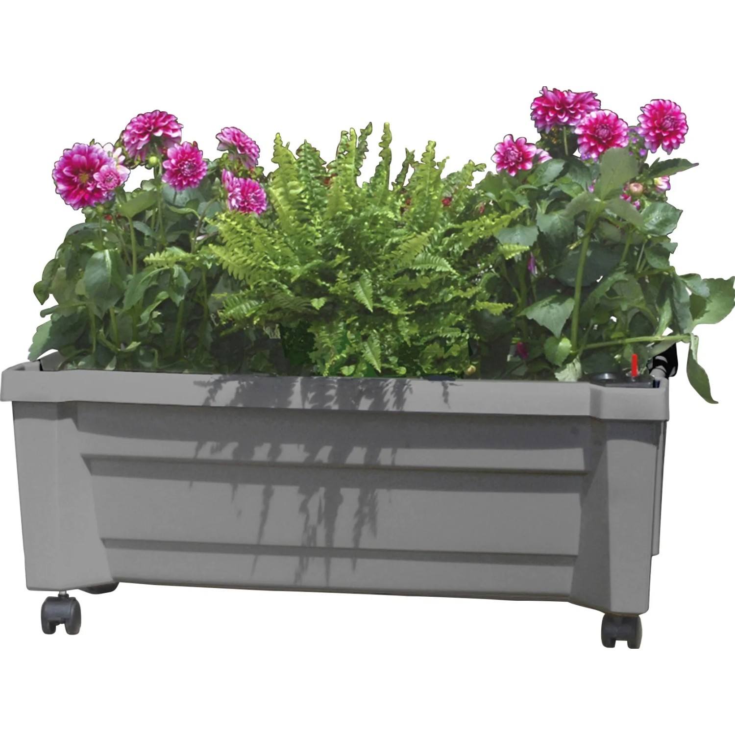 Grauer KHW Pflanzkasten Calypso mit Bewässerungssystem und Rollen, bepflanzt mit Blumen und Farn.