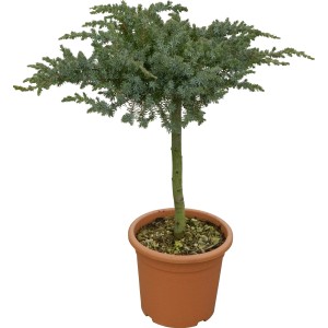 Goldene OBI Riesenzypresse Gold Rider im Topf, ca. 80 cm hoch.