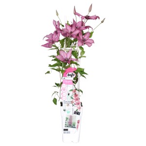 Waldrebe "Giselle" Höhe ca. 65 cm Topf ca. 2 l Clematis