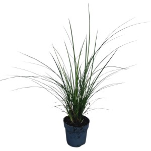 Braunblütige Segge (Carex brunnea) im Topf, gelb-grüne Blätter, braune Blütenwedel.