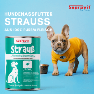 Supravit Hundenassfutter Strauß Dose, grün, neben Französischer Bulldogge. Getreidefreies Nassfutter.