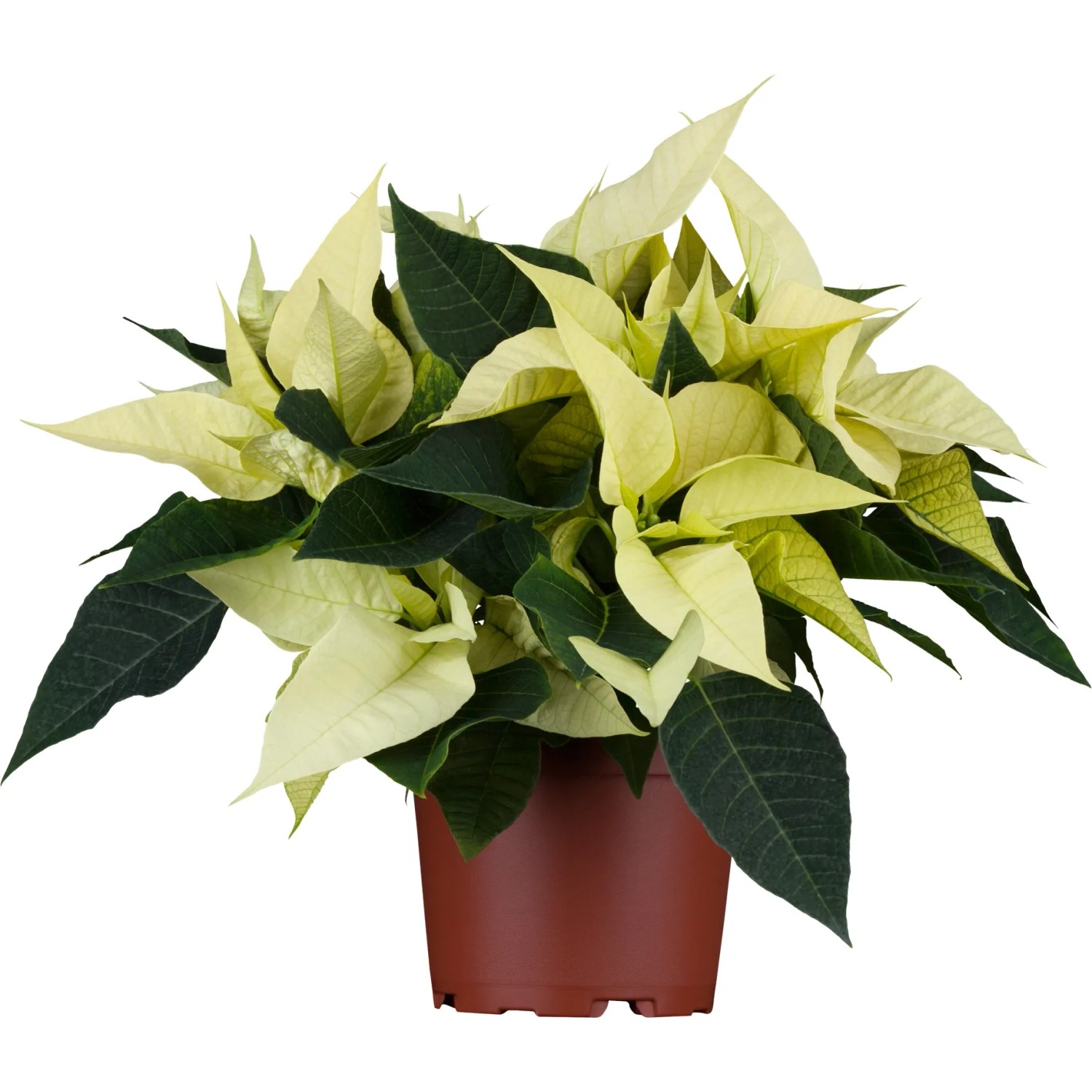 blauer weihnachtsstern Blaue Weihnachtsstern-Blumensamen  Pure Asia Seeds