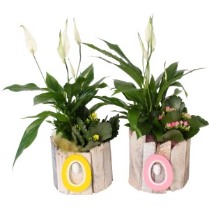 Oster-Arrangement mit Kalanchoe und Einblatt in Holzgefäßen mit Osterei-Deko.