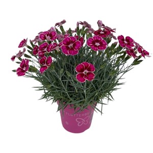 Gartennelke Flutterburst im Topf, pinke Blüten mit weißem Rand, GROW by OBI.