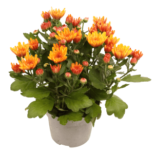 Orange Chrysantheme im Topf, ca. 25 cm hoch. Blühende Herbstdekoration für Balkon und Garten.