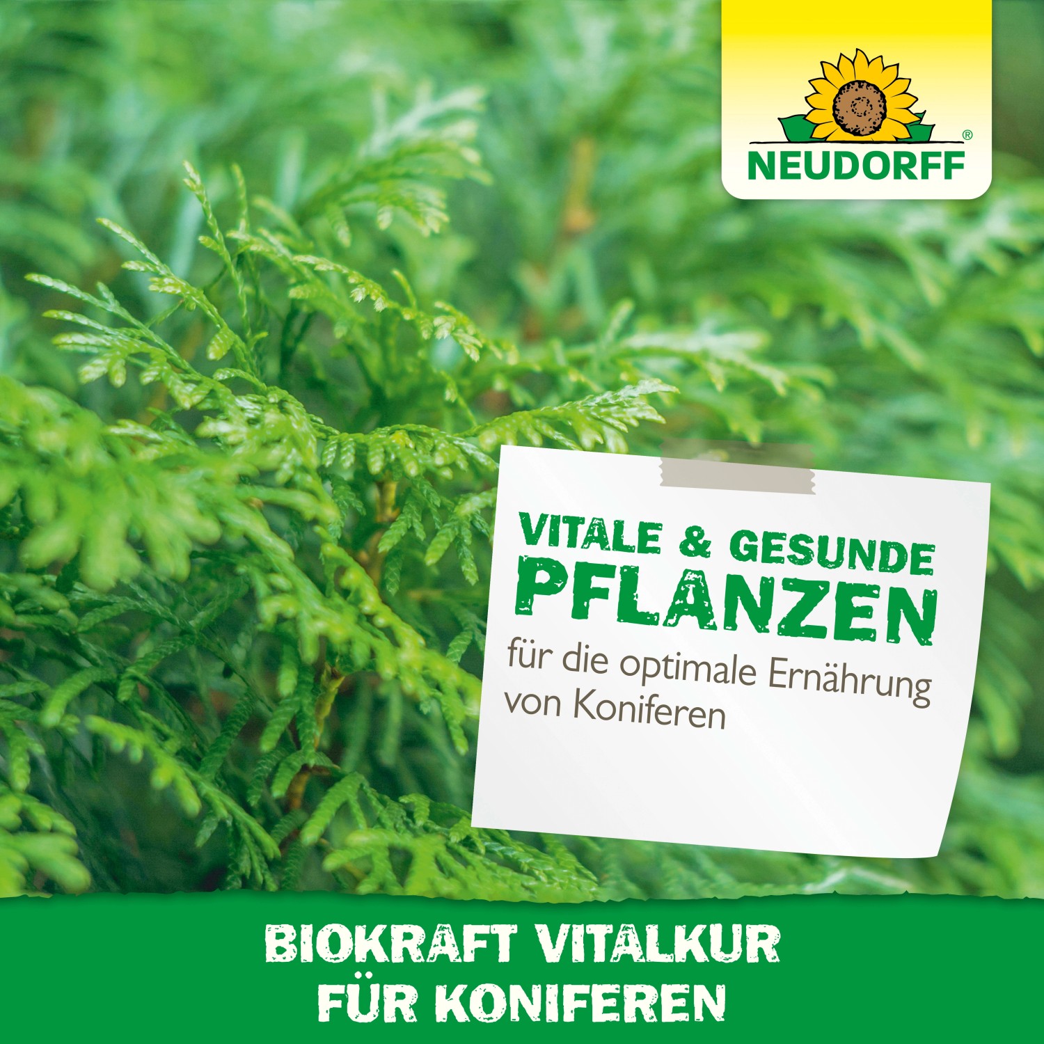 Neudorff BioKraft Vitalkur für Koniferen, 300ml. Pflanzenstärkung für gesunde, grüne Koniferen.