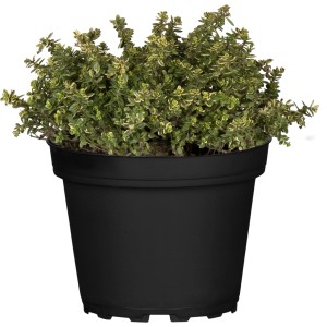GROW by OBI Zitronen-Thymian ca. 10 - 20 cm Thymus citriodorus
