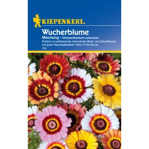 Farbenfrohe Wucherblume Mischung (Chrysanthemum) von Kiepenkerl als Blumensamen für Beet und Garten.