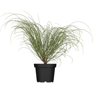 Steinginster Genista lydia im 3L Topf, ca. 20-40cm hoch. Ideal für Steingärten.