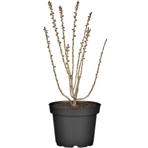 Märzenseidelbast Rubra im Topf, ca. 40-50 cm hoch. Roter Strauch mit Knospen im schwarzen Topf.