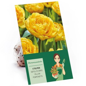 Verpackung Pfingstrosen-Tulpe Yellow Pomponette, gelbe, gefüllte Tulpen, 5 Stück