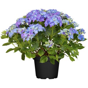 OBI Bauernhortensie "Amor" Blau-Lila Höhe ca. 30 - 40 cm Topf ca. 5 l Hydrangea
