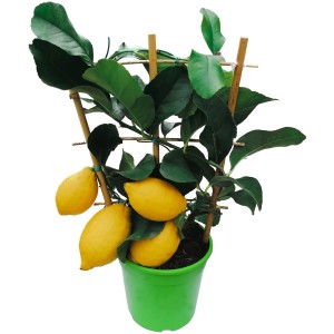 GROW by OBI Citrus Mitis am Flachspalier im Topf mit gelben Früchten und grünen Blättern.
