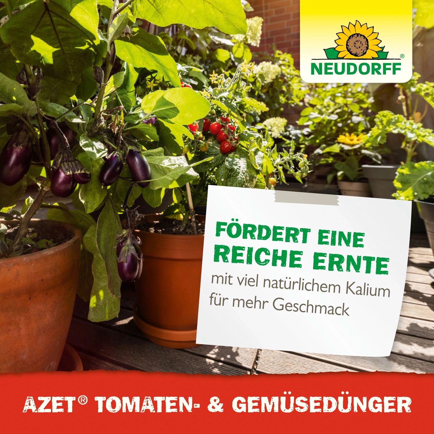 Tomaten und Auberginen im Topf, gedüngt mit Neudorff Azet Plus Tomaten- und Gemüse-Dünger.
