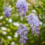 Blühender GROW by OBI Blauregen Mix mit violetten Blüten vor grünem Hintergrund.
