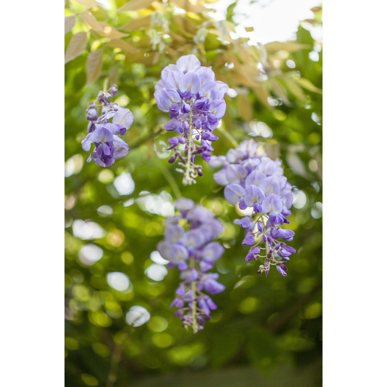 Blühender GROW by OBI Blauregen Mix mit violetten Blüten vor grünem Hintergrund.