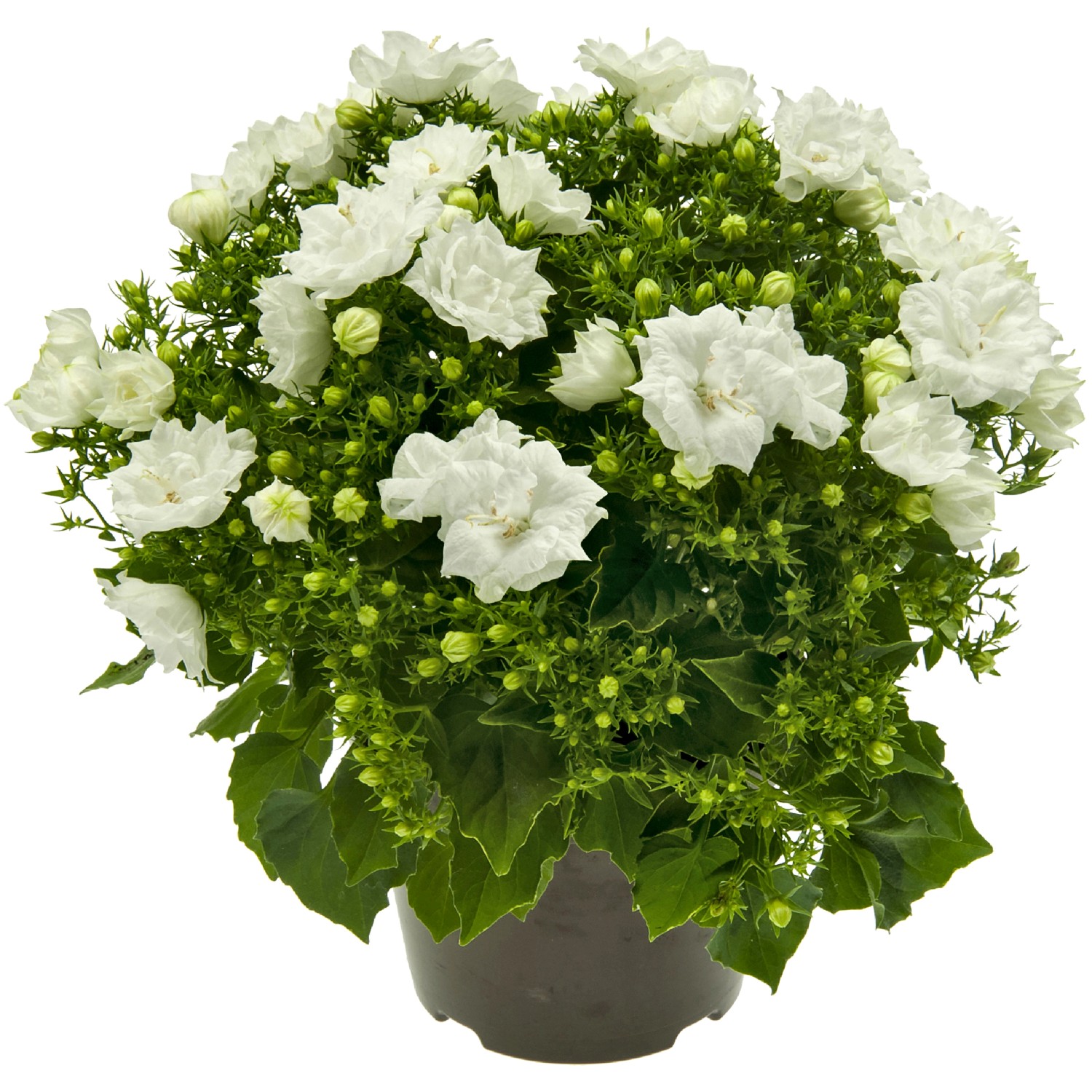 Glockenblume "White Like Mee" Weiß TopfØ ca. 10,5 cm Campanula kaufen