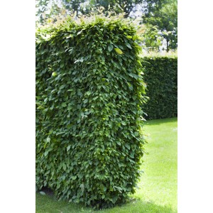 Hainbuche Set: 50 Pflanzen für eine dichte, grüne Hecke im Garten.