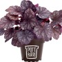 Pottburri Purpurglöckchen im Topf (Ø 13cm). Heuchera mit purpurfarbenen Blättern im braunen Topf.