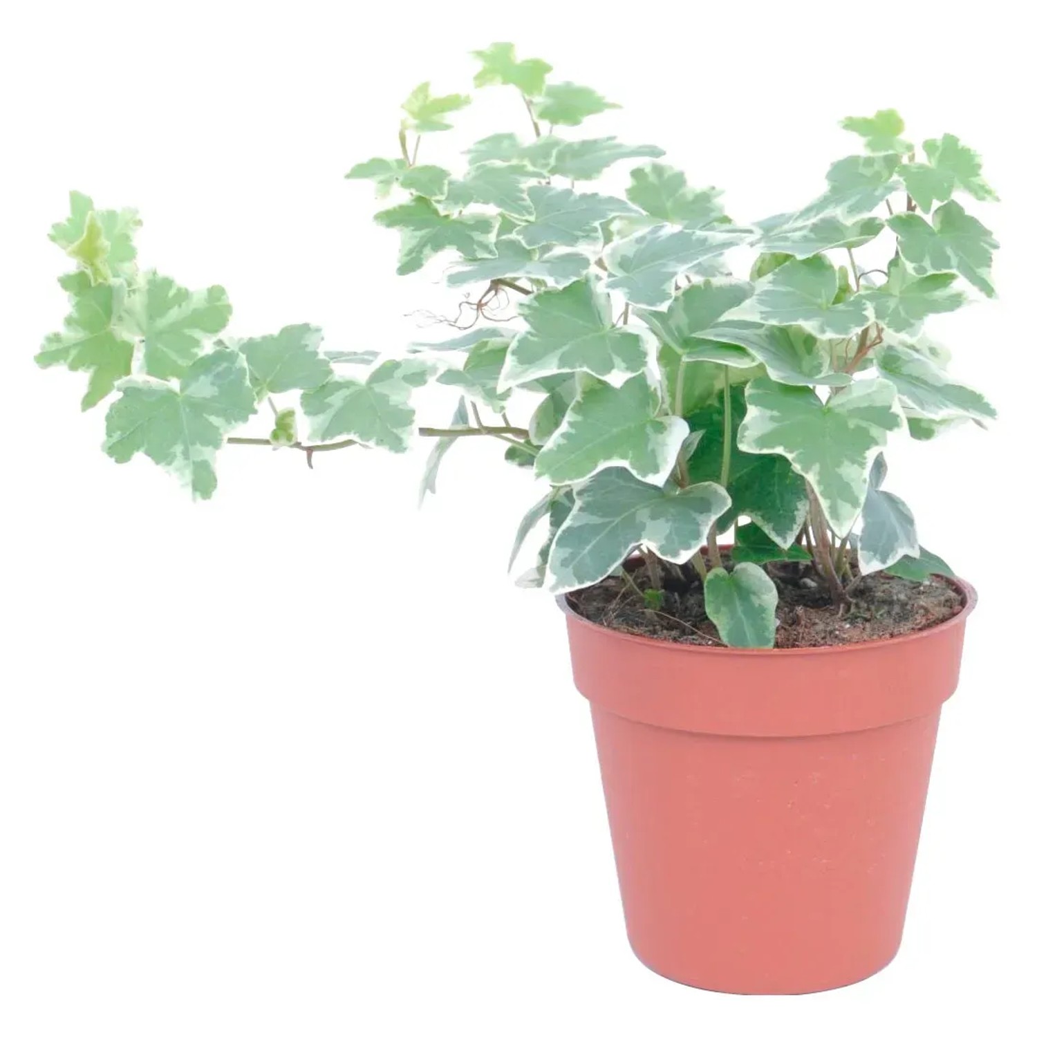 GROW by OBI Efeu Topf  ca. 13 cm Wei-Bunt kaufen bei OBI