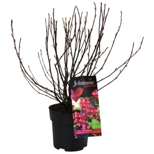 Zierjohannisbeere Johannie PinkPomp im Topf, Höhe 40cm, mit Etikett. Ribes sanguineum.