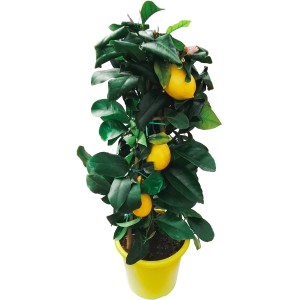 GROW by OBI Citrus Pyramide (Höhe 75cm) im gelben Topf mit Zitronen.