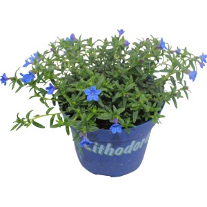 Steinsame Blau im Topf, Lithodora diffusa mit kleinen blauen Blüten.