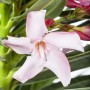 Nahaufnahme einer rosa Oleanderblüte (Nerium) im Topf von GROW by OBI.