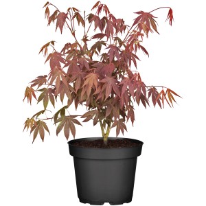 Fächerahorn 'Bloodgood' im Topf, ca. 40-50 cm hoch, mit rotem Laub.